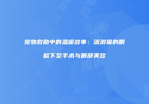 宠物救助中的温暖故事：流浪猫的眼睑下至手术与眼部美容